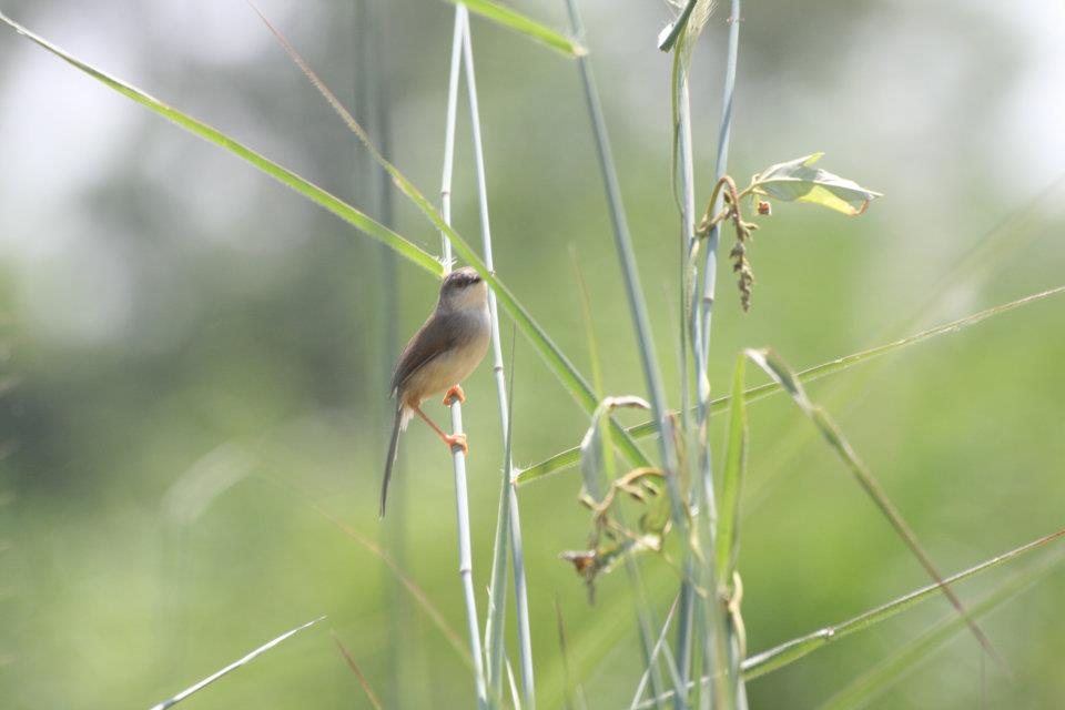 ธรรมชาติ