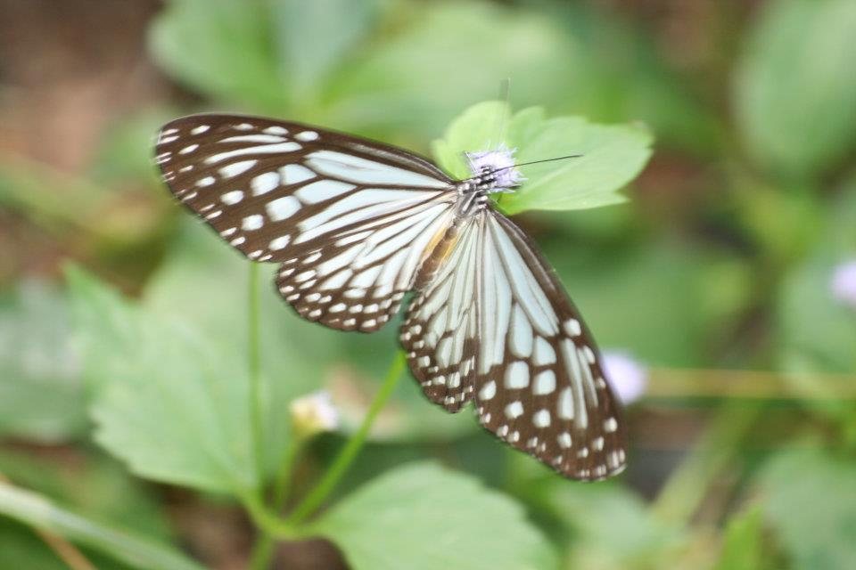 ธรรมชาติ