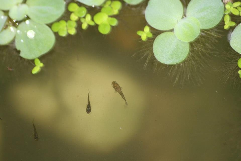 ธรรมชาติ