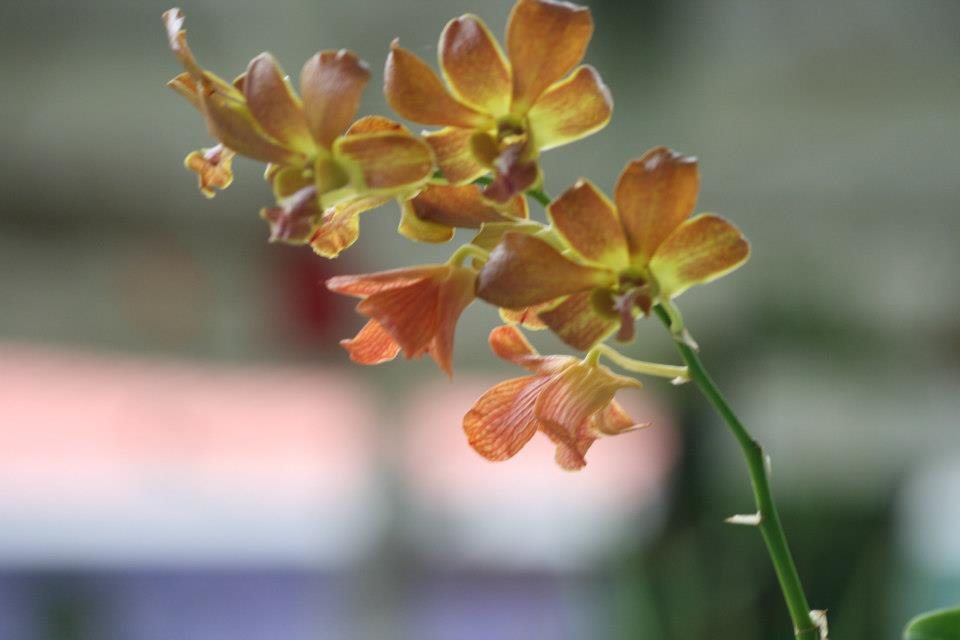 ธรรมชาติ